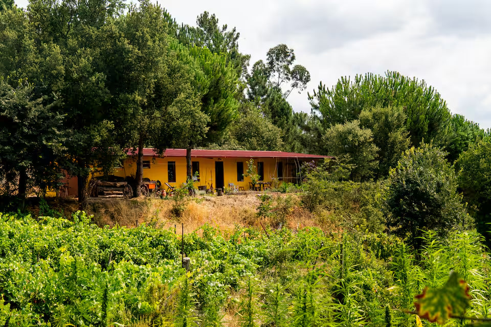 Día entero con un productor de vino local.