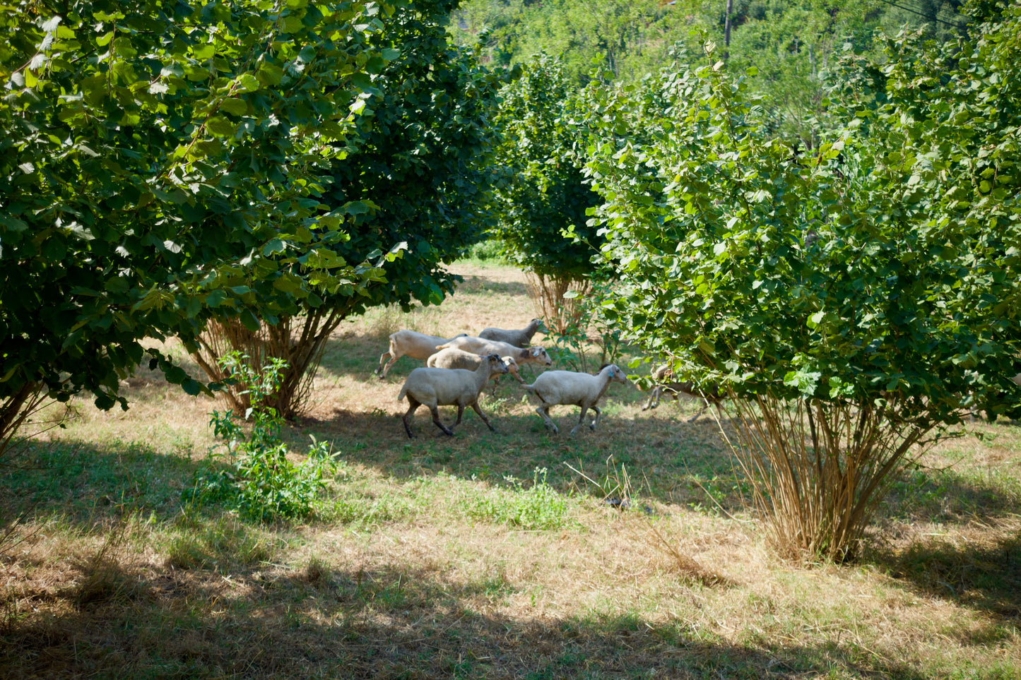 Wine & Food at a Organic Vineyard in Vinhos Verdes Region (4hrs)
