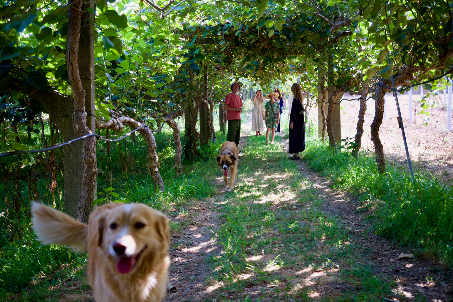 Wine & Food at a Organic Vineyard in Vinhos Verdes Region (4hrs)