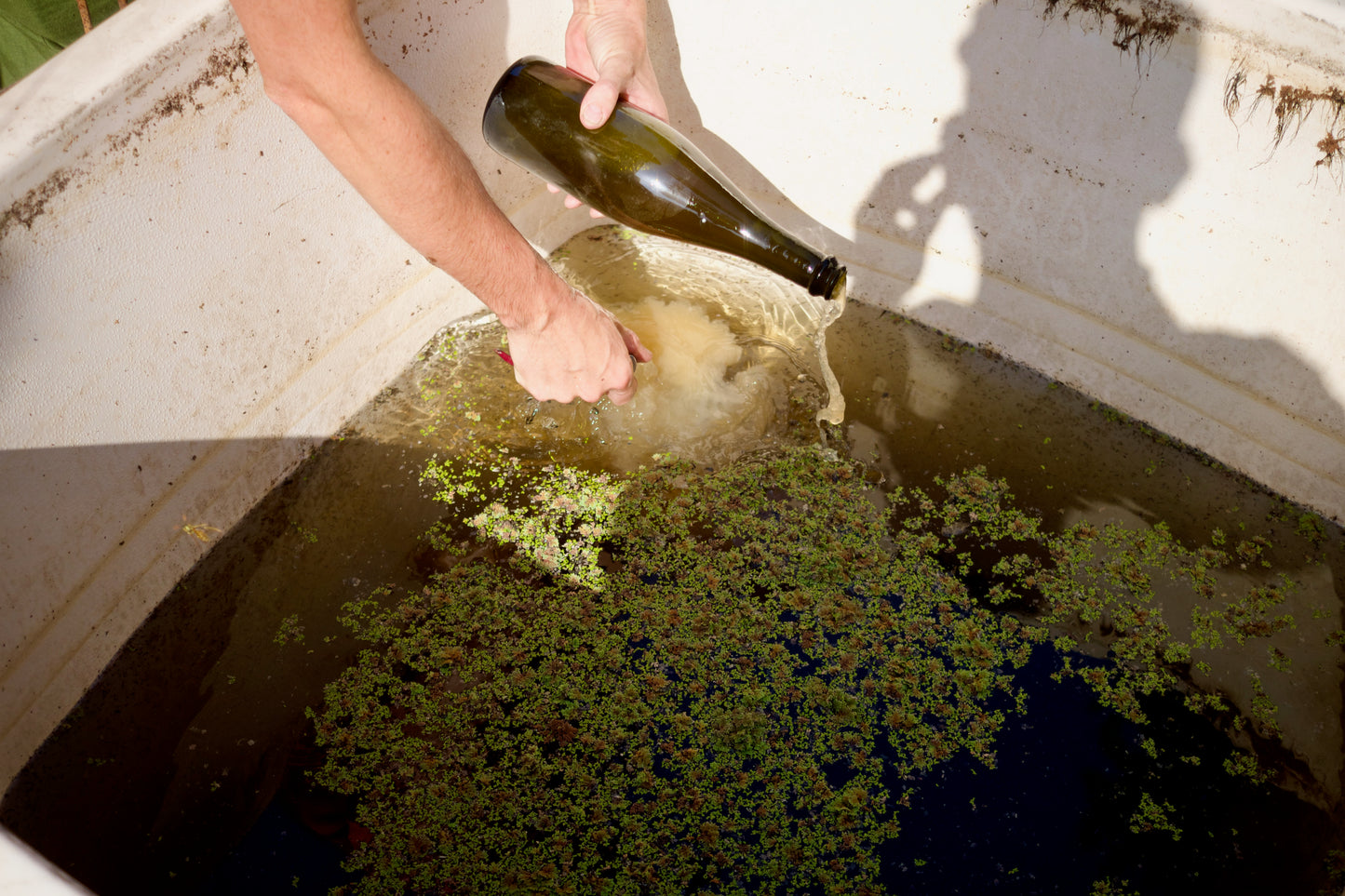 Wine & Food at a Organic Vineyard in Vinhos Verdes Region (4hrs)